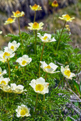 Große Alpen-Kuhschelle (Pulsatilla alpina) in Graubünden, Schweiz