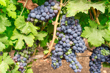 grappoli d'uva da vino rosso doc maturi, in un vigneto pugliese in estate - Salento, Lizzano,...