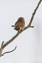 Ferruginous Pygmy owl, Glaucidium brasilianum, Calden forest, La Pampa Province, Patagonia, Argentina.