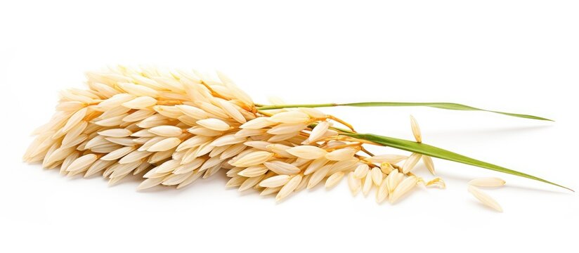 Ears of Paddy Jasmine Rice are isolated on a white background, providing copy space.