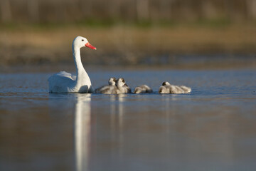Coscoroba swan with cygnets swimming in a lagoon , La Pampa Province, Patagonia, Argentina.
