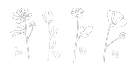 Botanical arts. Flower set. Continuous one line drawing. Peony, rose, tulip, poppy. Abstract hand drawn flower by one line. Minimalist black line sketch. Fashionable trend vector illustration