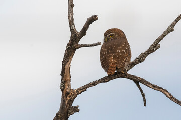 Ferruginous Pygmy owl, Glaucidium brasilianum, Calden forest, La Pampa Province, Patagonia, Argentina.