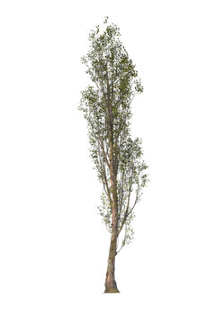 Populus Nigra, the black poplar, cottonwood poplar, light for daylight, easy to use, 3d render, isolated, tree isolated on white background
