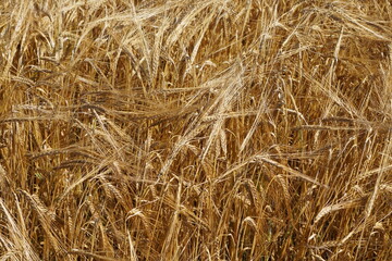 Wheat ready for harvest