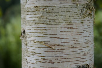 Betula ermanii, or Erman's birch, is a species of birch tree belonging to the family Betulaceae....