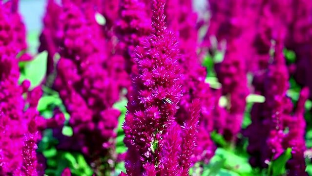Red Amaranth flower close up in the garden with bee working on it.