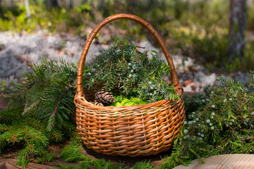 a wicker basket filled with juniper branches with berries. Forest nature, summer atmosphere - obrazy, fototapety, plakaty