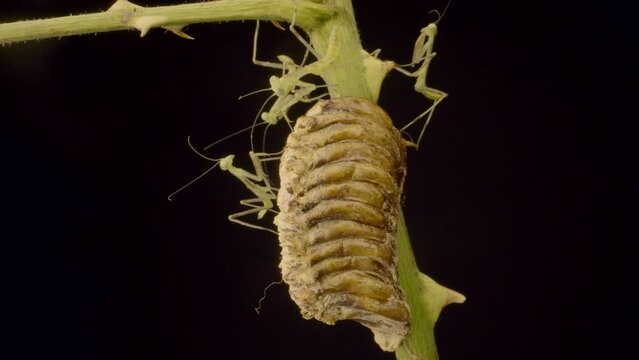 Group of newborn babies praying mantis sits on Ootheca (Oviparity) on black background. Transcaucasian Tree Mantis (Hierodula transcaucasica). Closeup of nymph form of mantis insect