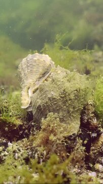 Vertical video, Two mating of Veined Rapa Whelks (Rapana venosa) sitting on mussels among algae in Black Sea