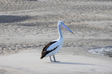 Australian Pelican standing on banks of estuary inlet
