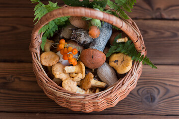 a basket of mushrooms. White, aspen and chanterelles mushroom harvest