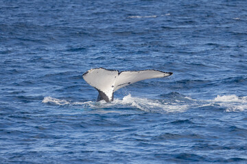 Fototapeta premium Tail fin of a Humpback Whale seen near the Gold Coast in Queensland, Australia