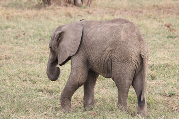 Fototapeta na wymiar An elephant in Tsavo East national park in Kenya.