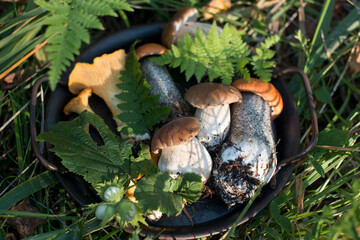 a basket of mushrooms. White, aspen and chanterelles mushroom harvest