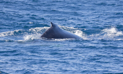 Naklejka premium Humpback Whale seen near the Gold Coast in Queensland, Australia