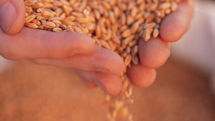 agriculture. farmer hands holding grain close-up wheat barley. business agriculture concept. the...