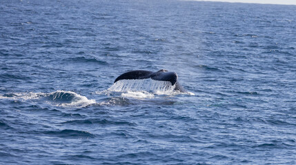 Tail fin of a Humpback Whale seen near the Gold Coast in Queensland, Australia