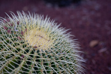 Golden ball cactus, thorn cactus texture background selective focus