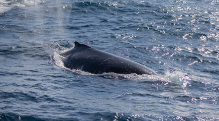 Fototapeta premium Humpback Whale seen near the Gold Coast in Queensland, Australia
