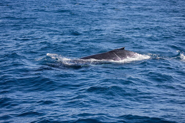 Obraz premium Humpback Whale seen near the Gold Coast in Queensland, Australia