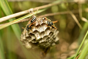 Wasps in a nest on plant