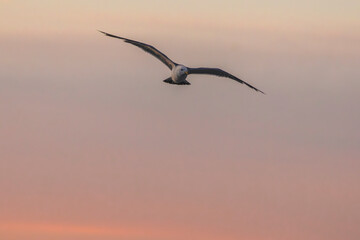 Seagull