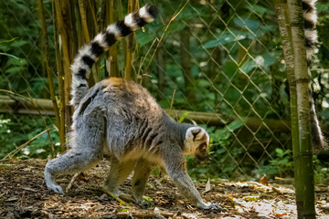 Ring-tailed Lemur walking along in a zoo habitat in Tennessee.