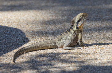 Medium shot of Eastern Water Dragon in it's native habitat of Queensland, Australia