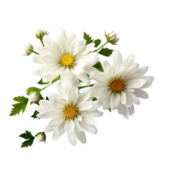 beautiful white flower photo