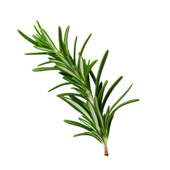 Rosemary placed alone on a against transparent background, viewed from above.
