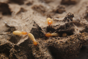 Termites in the nest on a white background. Small animals are dangerous for habitat.Work termites are leaving the nest on the ground.