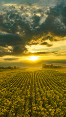 Pole słoneczników © Piotr