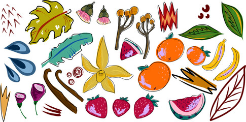 Exotic tropical set, fruits, flowers, leaves. Vector set, elements collection