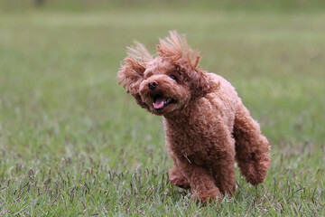 ドックランで駆け回るトイ・プードル