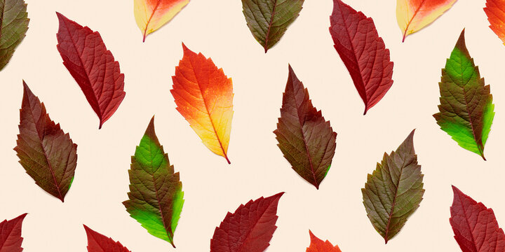 Autumn pattern of leaves on beige background, autumnal tone red yellow green bright colors, natural leaf of Virginia Creeper. Minimal style nature still life, colors of fall, autumn atmosphere image
