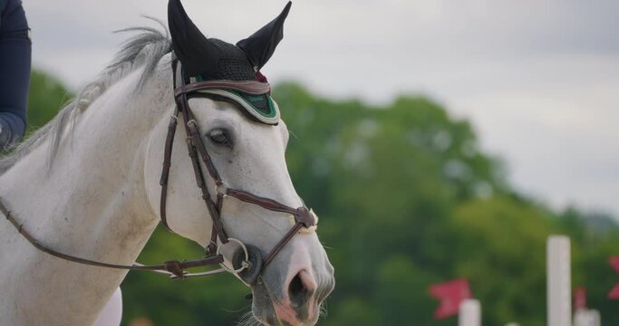 Cinematic slow motion close up of young female horsemanship master dressed in a professional apparel is practising exercises for competition of horse racing. Show jumping horse