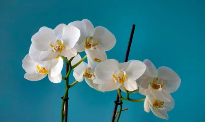 Selbstklebende Fototapeten Gruppo di orchidee ritratte in photo stacking © Massimo Lazzari