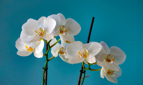 Gruppo di orchidee ritratte in photo stacking