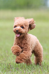 ドッグランで楽しそうに駆け回るトイ・プードル