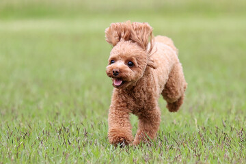 ドッグランで楽しそうに駆け回るトイ・プードル