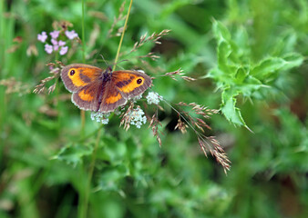 Gatekeeper butterfly perched on grasses, Derbyshire England
