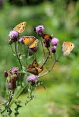 Gathering of Gatekeeper butterflies on Creeping Thistle plants, Derbyshire England
