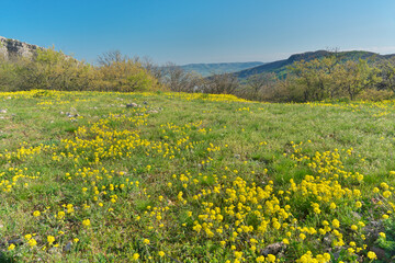 Sunny morning in mountain.
