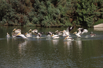 Group of Great White Pelicans in water