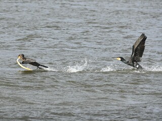 Cormorants fighting for a large prey