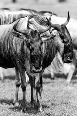 Grayscale shot of a herd of wildebeests in a field.