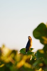 Chestnut-capped blackbird perched atop a lush, green tree branch covered in leaves.