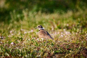 Killdeer bird walking on a grassy surface in the daylight.