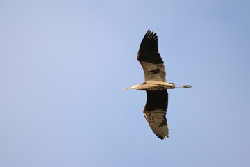 Majestic great blue heron flying against a backdrop of a clear, azure sky